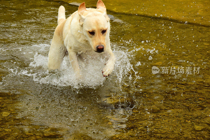 拉布拉多寻回犬