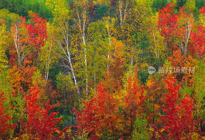 白桦林与高峰秋天的颜色，NH