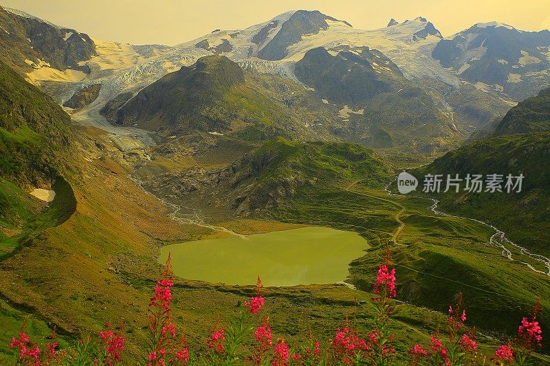 瑞士高山景观，冰川湖，粉红色的野花，苏斯顿山口山脉