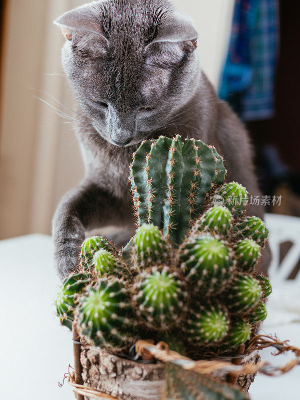 俄罗斯蓝猫在家里玩盆栽仙人掌