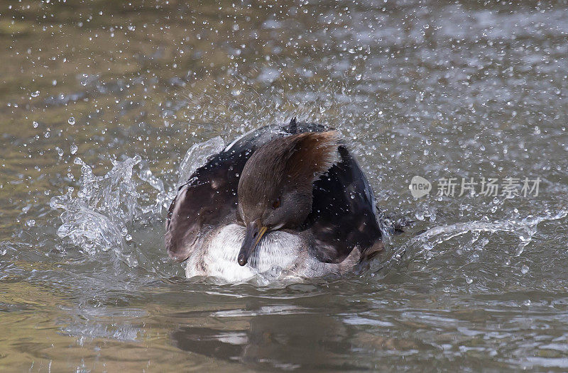 连帽秋沙鸭