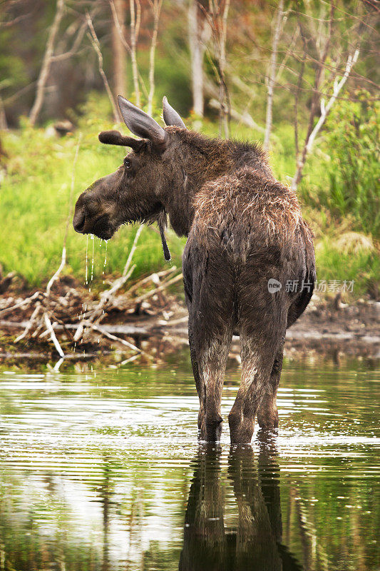 麋鹿:流口水的动物