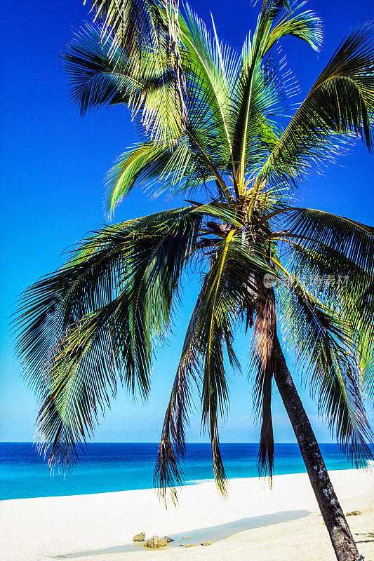 北岸的椰子树