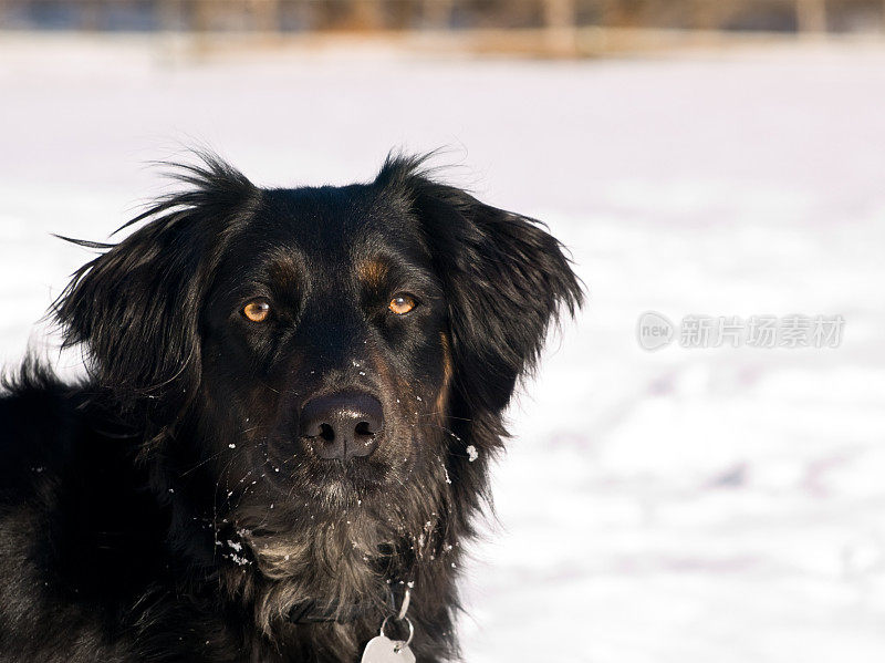 雪地里的黑狗