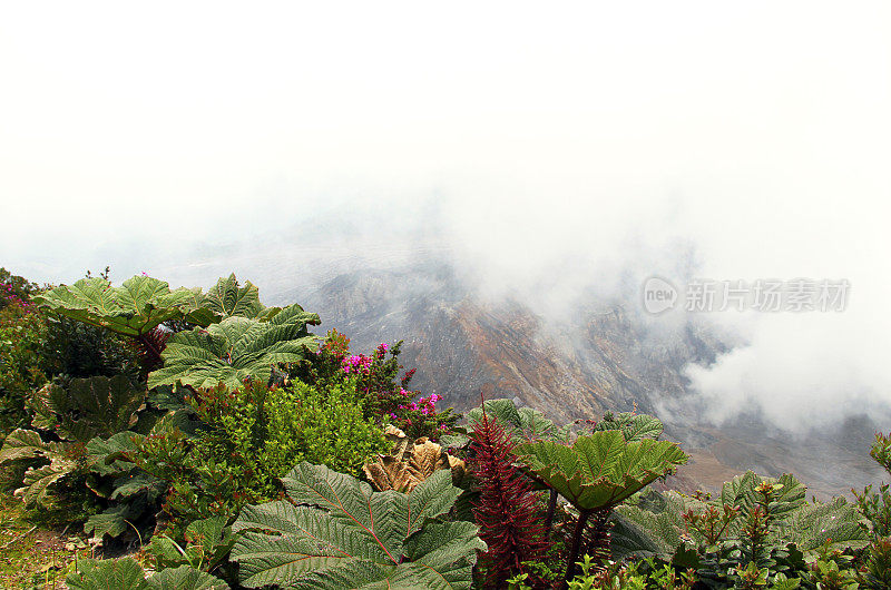 俯瞰Paos火山的山脊上的热带树叶