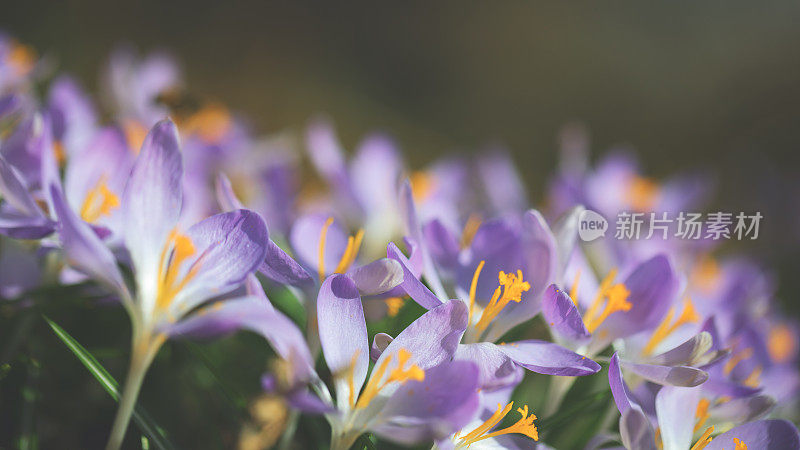 藏红花在春天开花