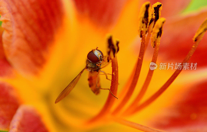 黄花菜与食蚜蝇