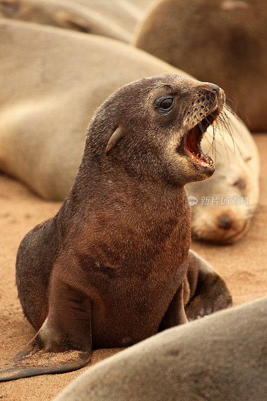 克罗斯角海滩上张开嘴的小海豹