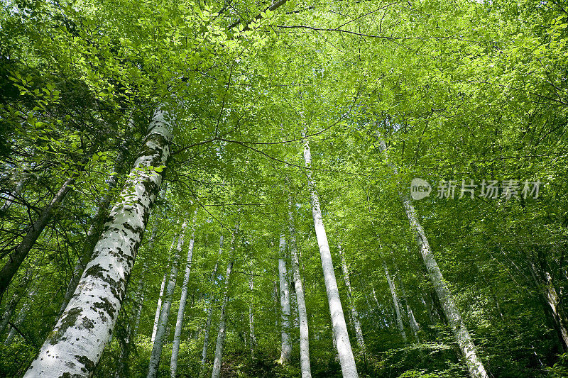 山毛榉森林