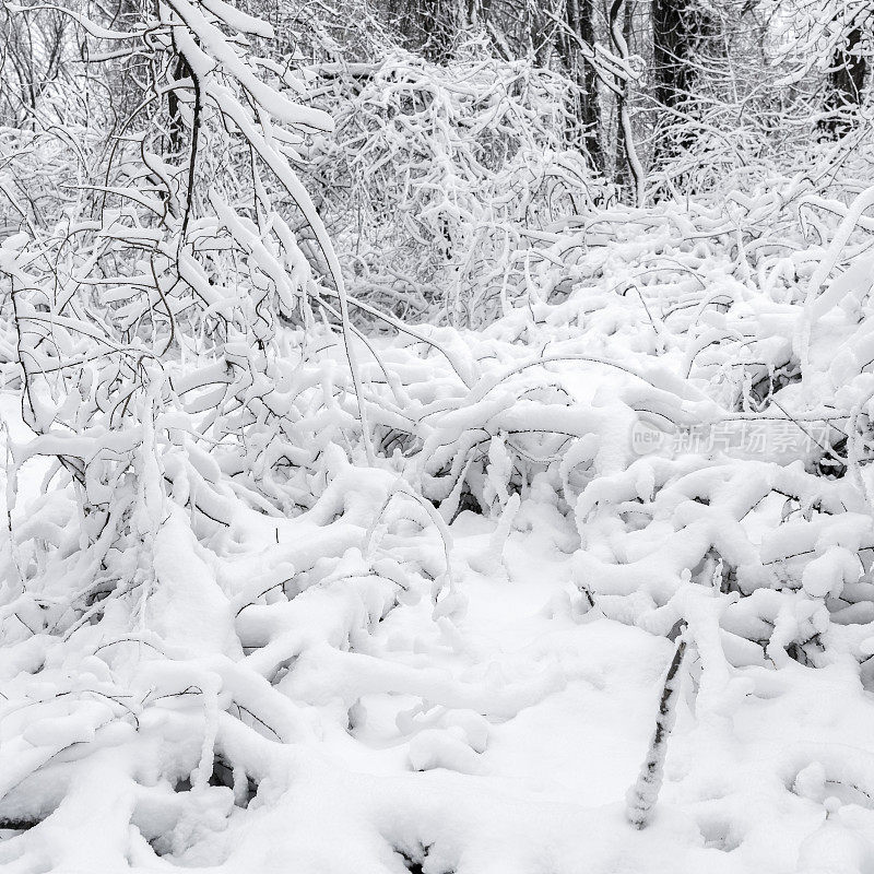 冬天的森林里下雪了