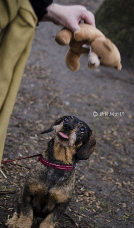 腊肠伸出舌头，想抓一只泰迪熊