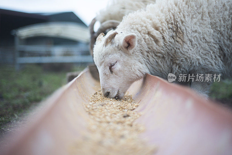 春天，小羊羔在户外用餐