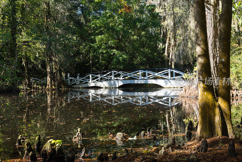 白色桥上的沼泽与柏树