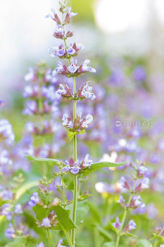 花园里盛开的鼠尾草