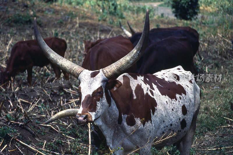 非洲卢旺达的长角牛