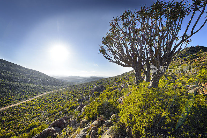 背光箭树在山坡上南非