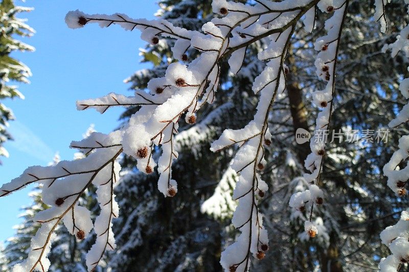 黑森林里有雪和太阳的冬天