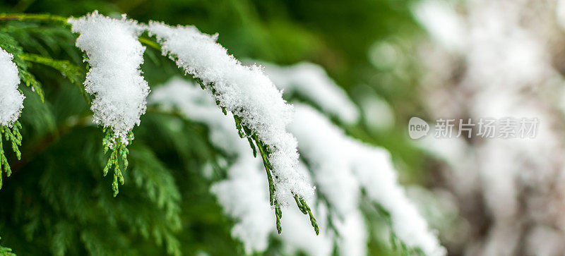 近距离的雪在松树的树枝上