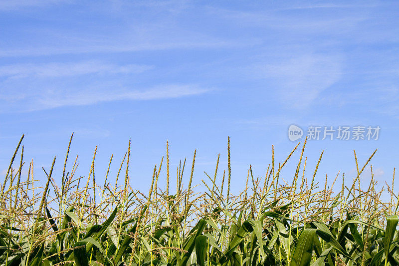 蓝天下的玉米地