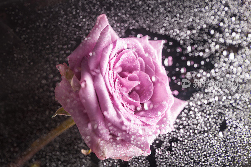 单瓣漂亮的深紫色玫瑰花，黑色背景，点缀亮点