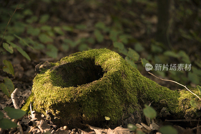 长满青苔的树桩