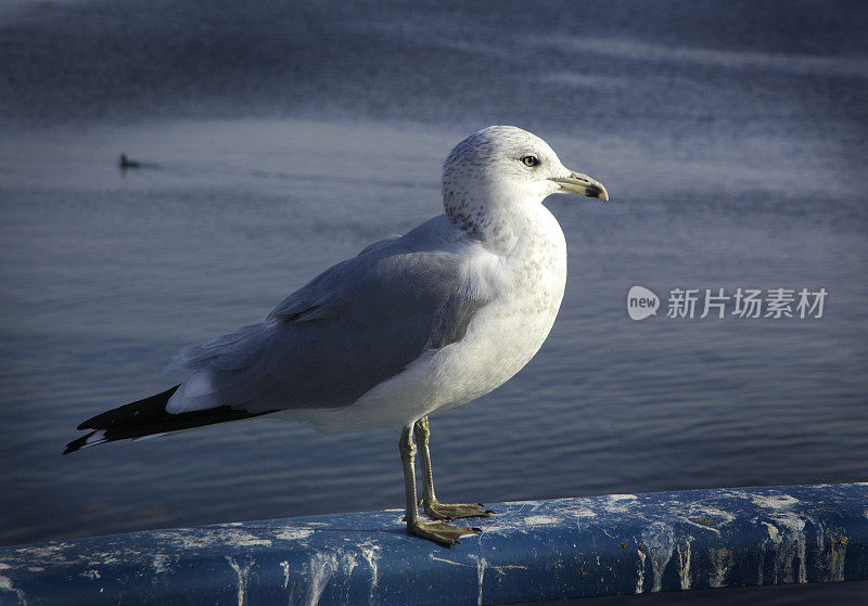 海鸥