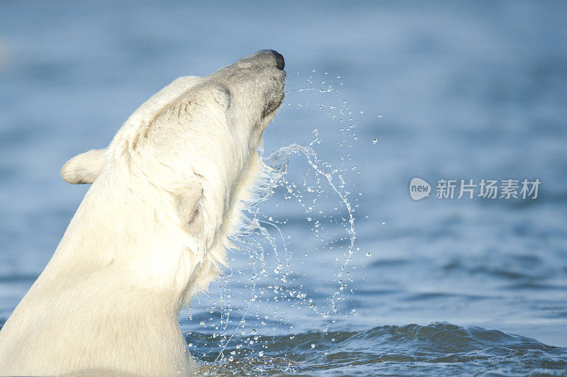 北极熊在水中