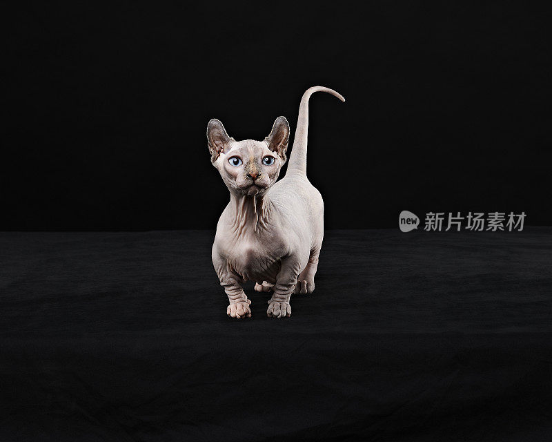 Sphynx猫