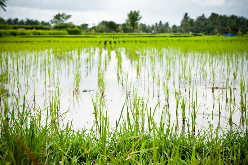 稻田里新的年轻的印尼巴厘作物绿草