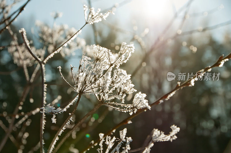 冬霜中的蓍草