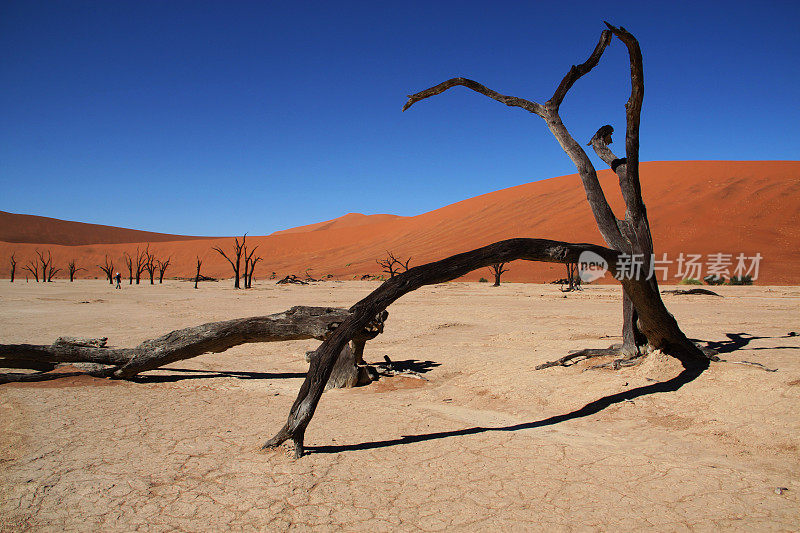 纳米比亚:Sossusvlei的Deadvlei的红沙丘和树