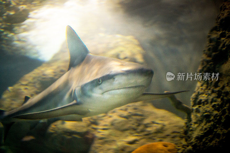 近距离观察咸水水族馆中的鲨鱼