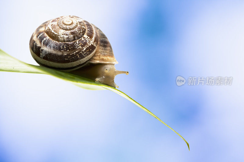 藏在壳里的蜗牛