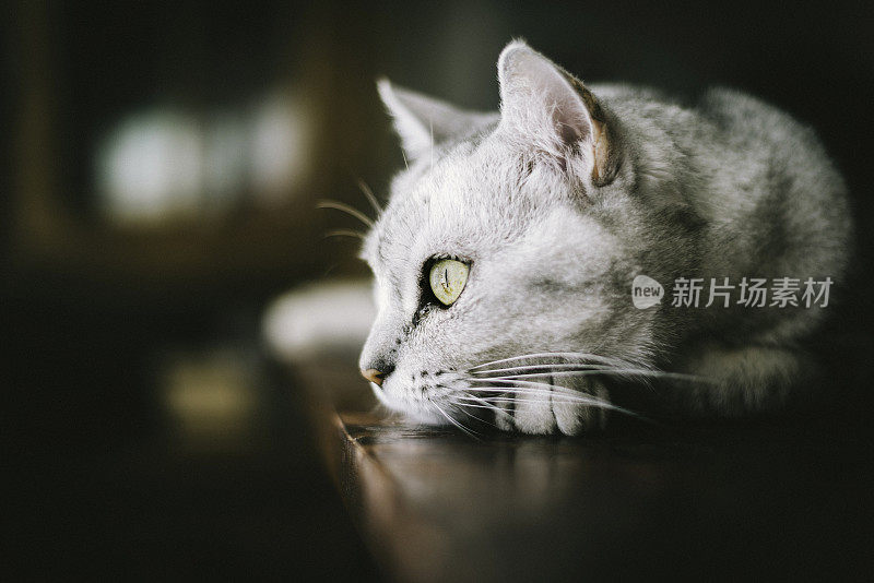 美丽的猫安静地休息