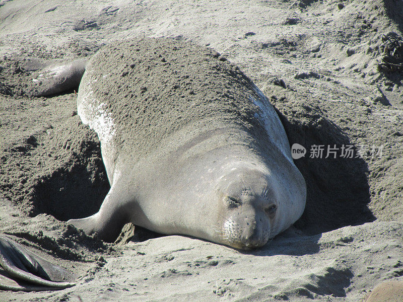 象海豹