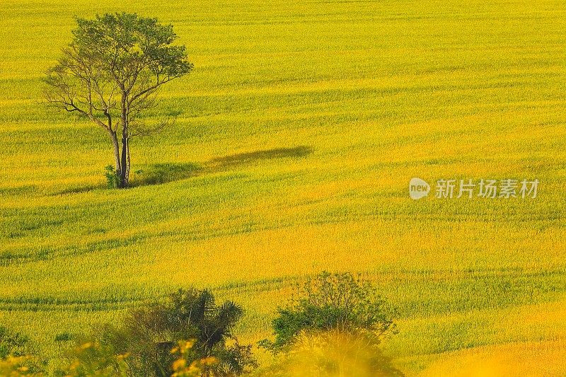 巴西南部，孤独的树木和乡村草原