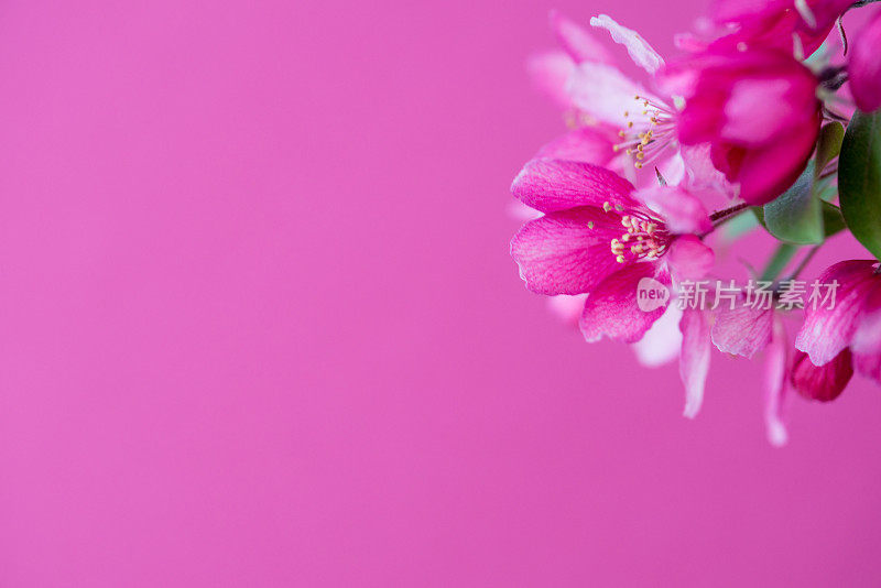 粉红色背景上的日本樱花(细叶李)-特写
