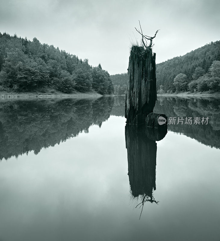 树林中遥远的湖泊中的树干