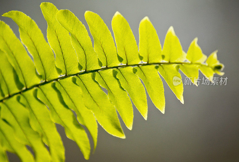 重新点燃了蕨类植物