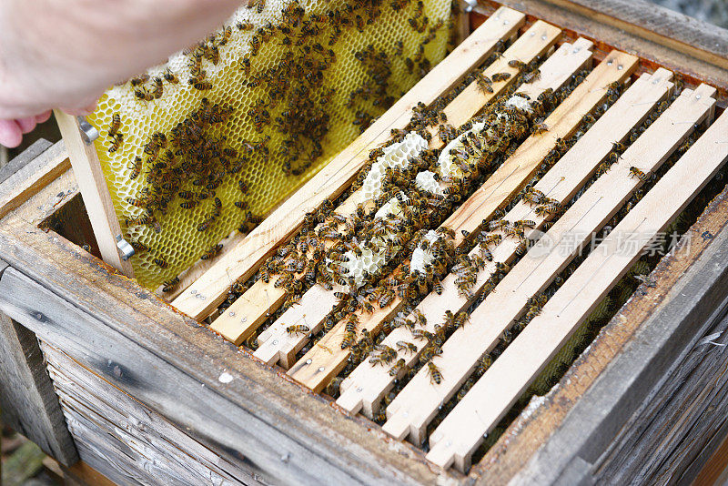 蜂巢在蜂巢框架和蜜蜂