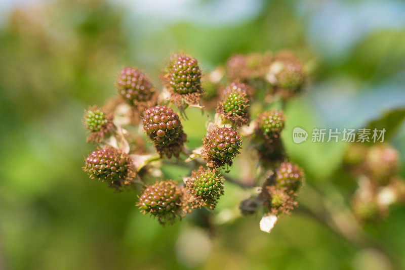 花园里新鲜的未成熟的黑莓