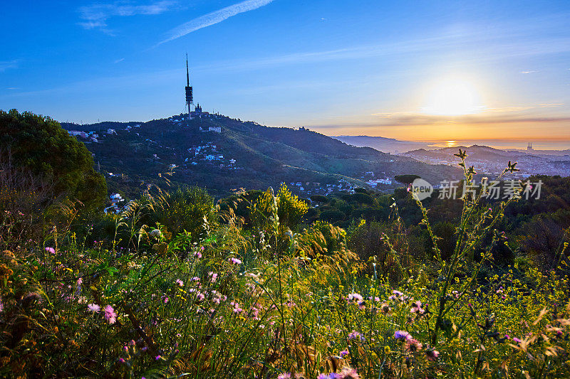 巴塞罗那的Collserola山日出