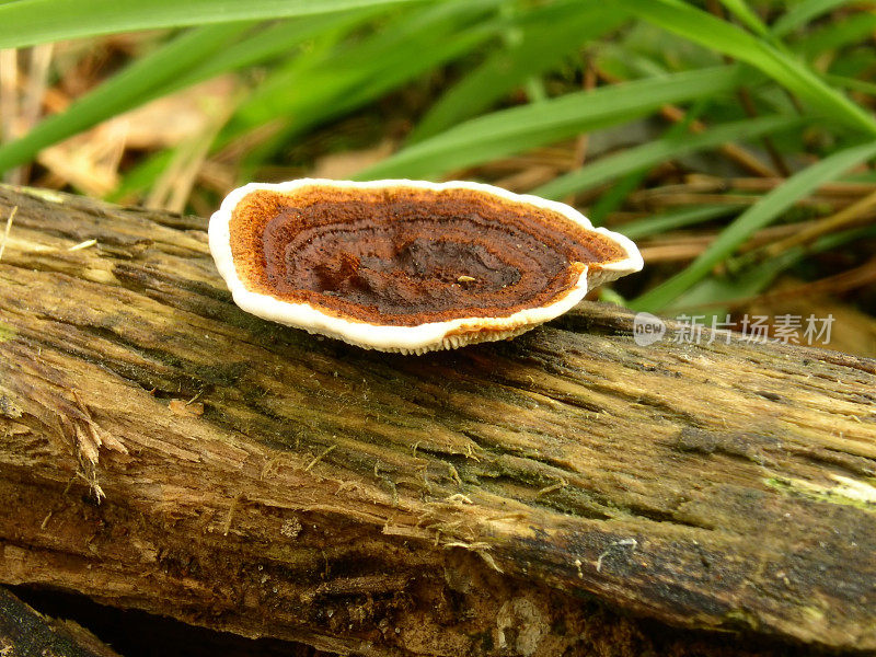 格洛菲洛姆棕褐色