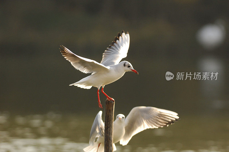 黑头鸥