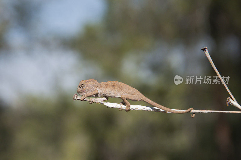 小变色龙