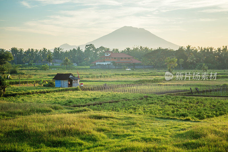 农业蔬菜田在印尼巴厘岛与火山背景