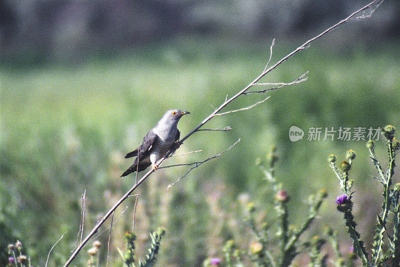 干燥植物枝条上的布谷鸟。阿斯特拉罕地区、俄罗斯