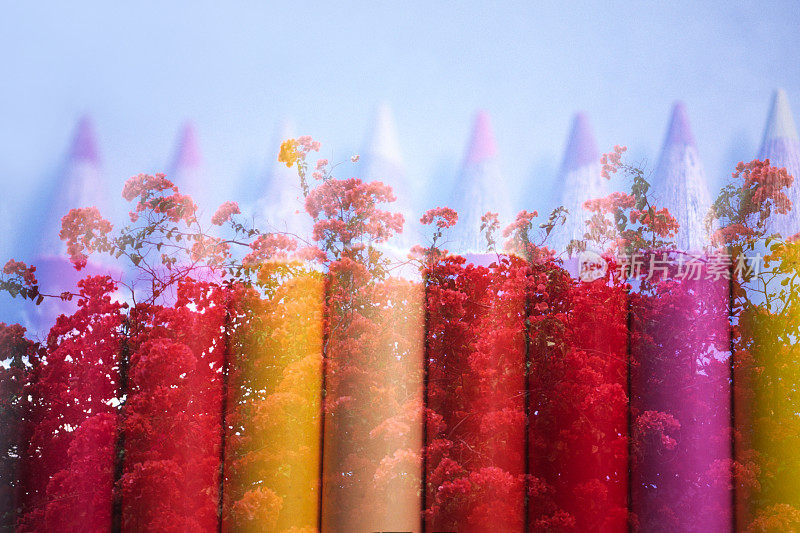 彩色铅笔和花的双重曝光