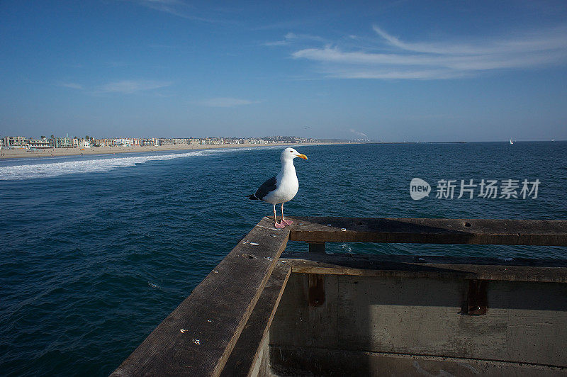 圣塔莫尼卡码头的海鸥