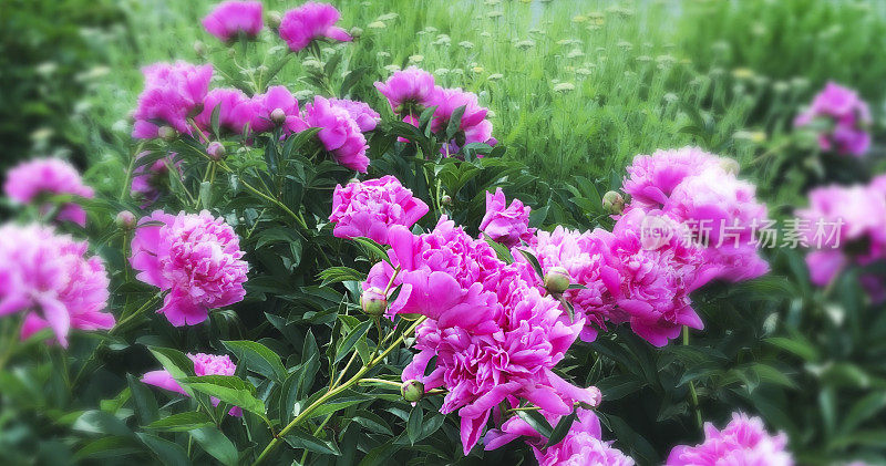 充满活力的粉色牡丹花园